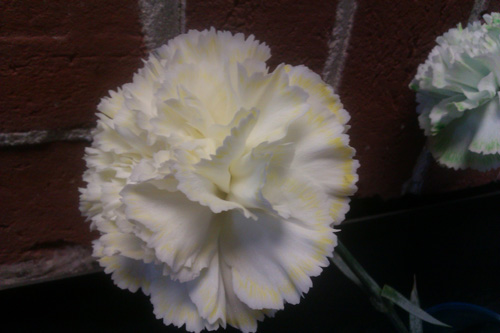 carnations 2 blog