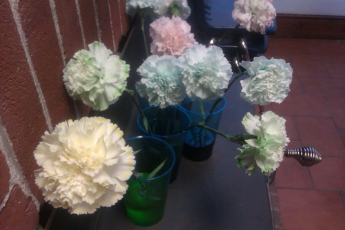 carnations1 blog